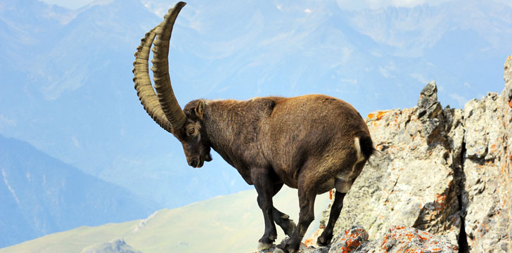 Un bouquetin des Alpes au Parc National de la Vanoise