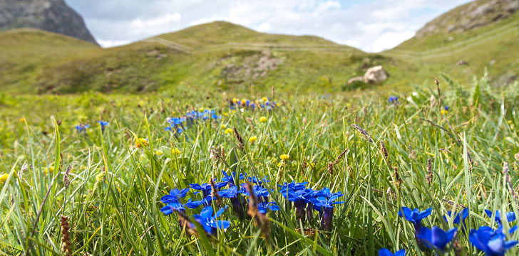 La flore du Parc National de la Vanoise