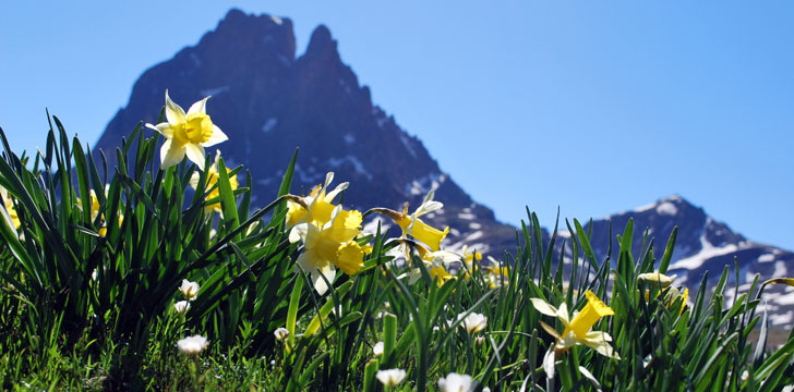 La flore du parc national des Pyrénées