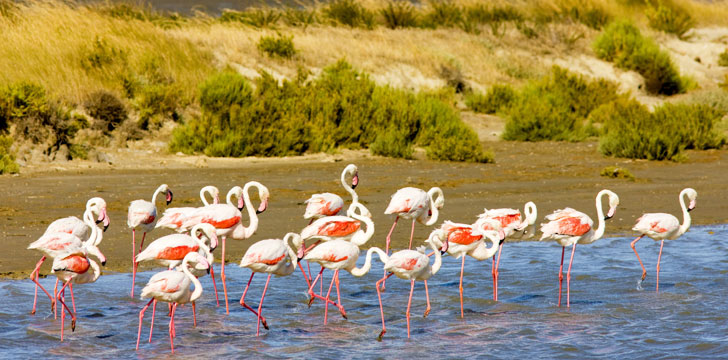 Flamants roses dans l'étang du Fangassier au parc naturel régional de la Camargue