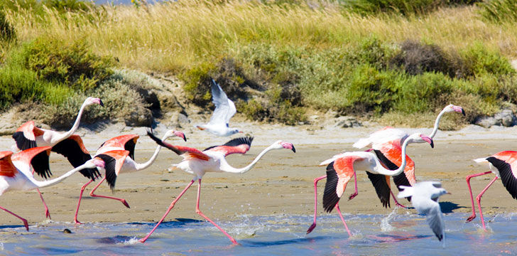 Flamants roses au parc naturel régional de la Camargue