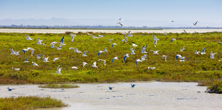 Mouettes au Marais du Vigueirat dans le parc naturel de la Camargue