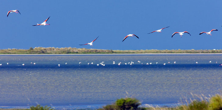 Parc naturel régional de la Camargue