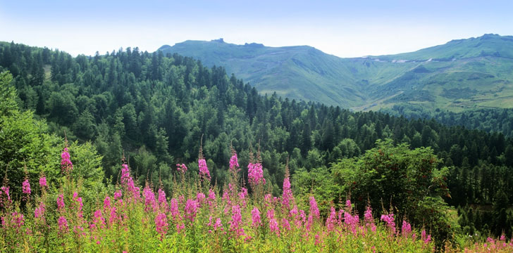 La flore du Col de Cère au parc naturel régional des volcans d'Auvergne