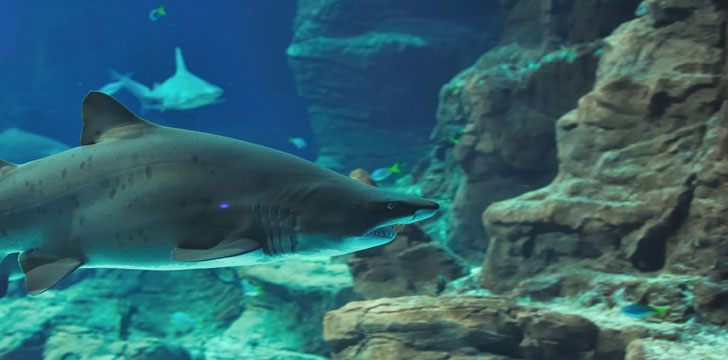 L'Aquarium Mare Nostrum à Montpellier