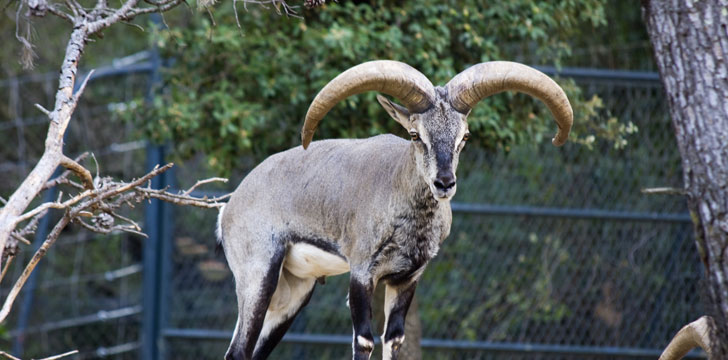 Le Zoo Henri de Lunaret à Montpellier