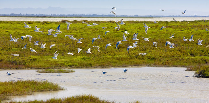 Le parc naturel régional de Camargue à Arles